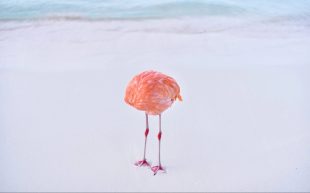 Miles Astray, 'FLAMINGONE', 2024, entered into the 1839 Awards AI category and subsequently disqualified. Photo: Courtesy of the artist. The pink body of a flamingo with this head hidden, standing on a white sandy beach.
