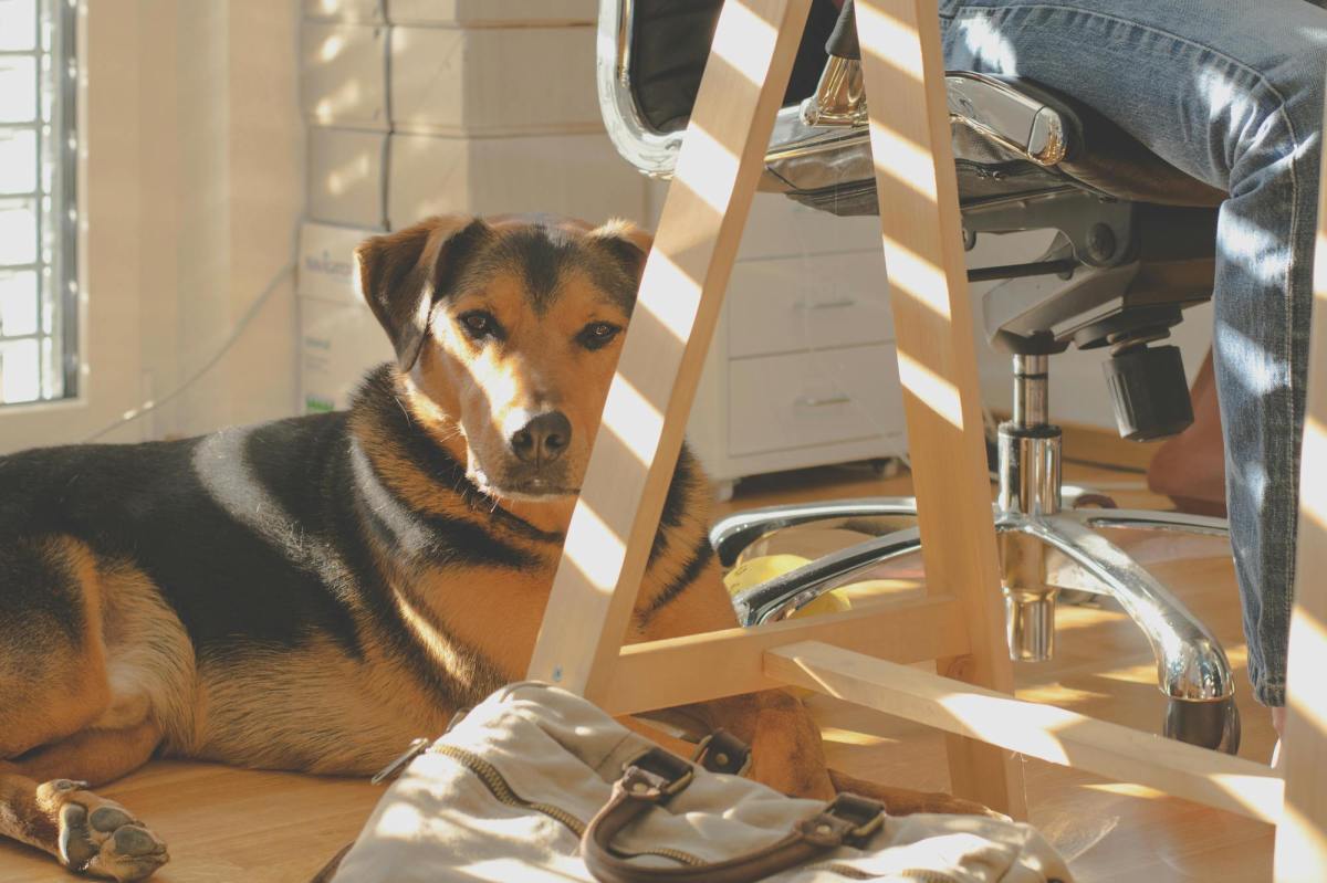 A brown dog sitting at someone's feet as they work at a desk. Pets workplace.