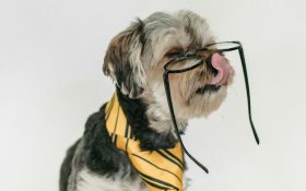 Avoid these mistakes to ensure you get the most out of tax time. Photo: Sam Lion, Unsplash. A little dog wearing a yellow striped tie with a pair of glasses resting on its nose.