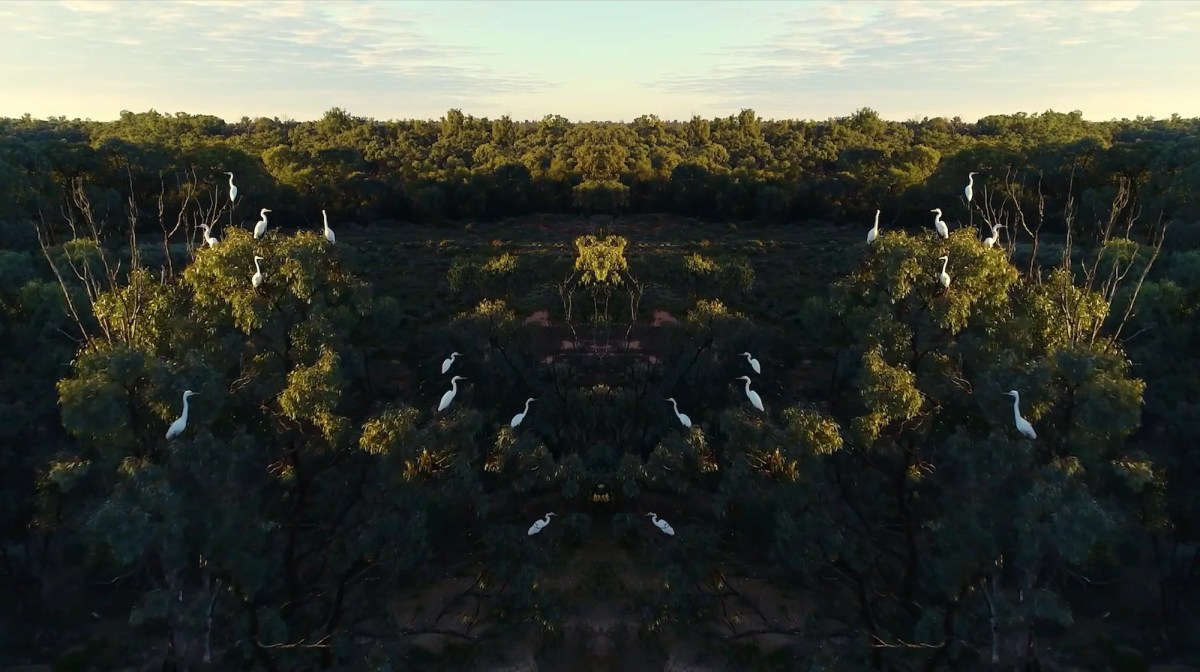 Photograph of Australian bush with white birds and artwork in landscape.