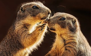 Two meerkats - it looks like one is whispering a secret to the other.