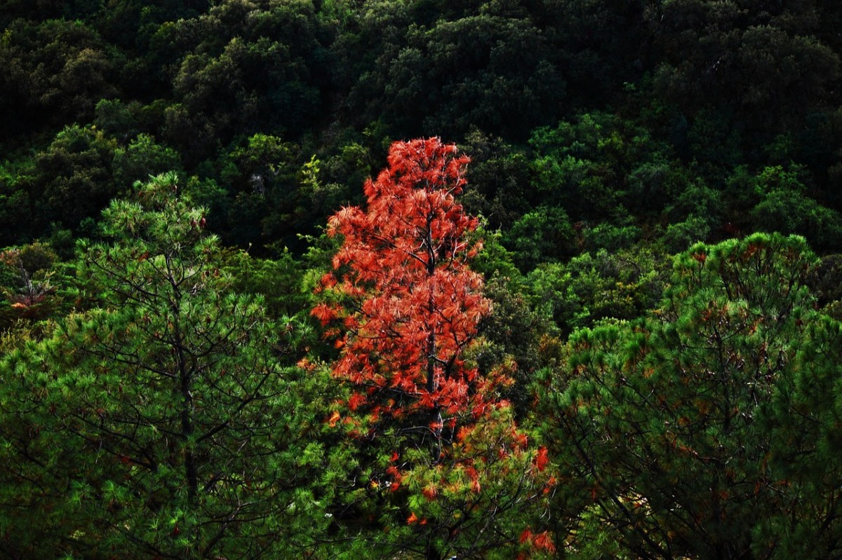 A red leaved tree stands out in a forest of green.