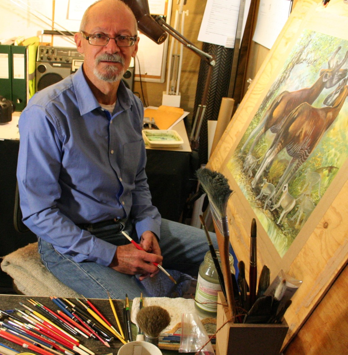 Wildlife illustrator Peter Schouten inside his studio. He is sitting in front of a painting of wildlife animals that he is working on. He is an elderly man with pale skin, balding gray hair and wearing a pair of slim glasses and a blue shirt and jeans. He is holding a paintbrush, with more brushes lying across the desk. 