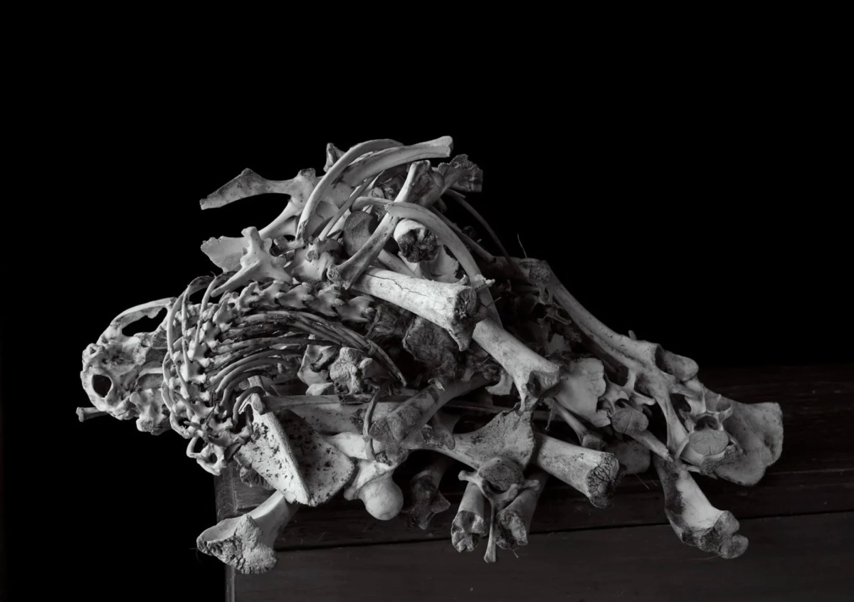 Black and white photograph of bones on a table. Bett Gallery.