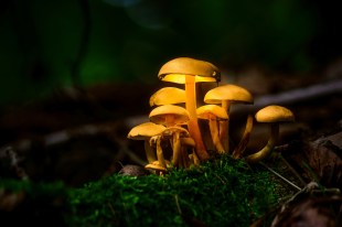 Fungi Futures mushrooms glowing yellow in a green growing environment.