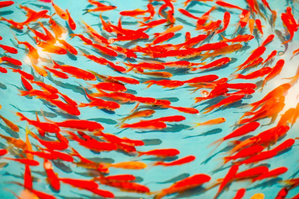 A shoal of red and gold fish swimming in turquoise waters. Sorrento Art Prize