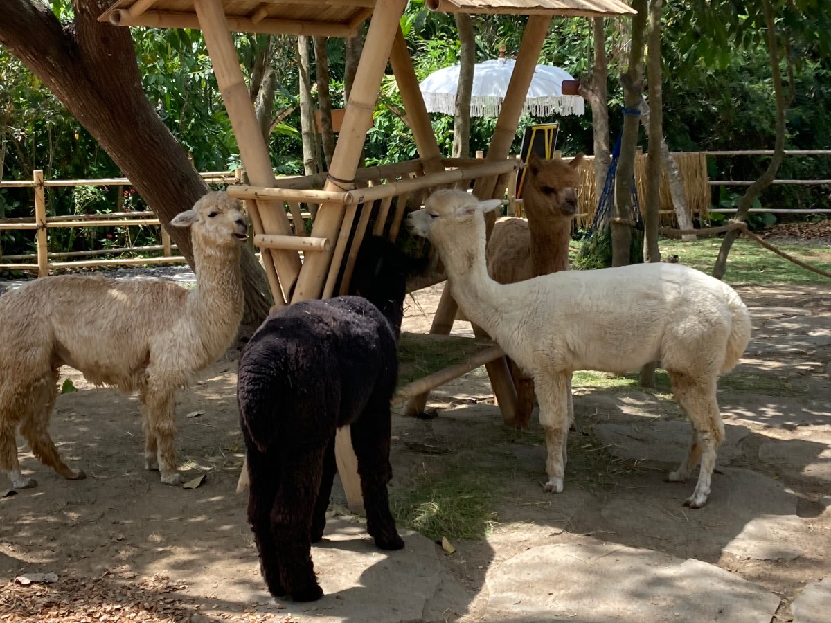 alpacas eating from a manger at Nuanu