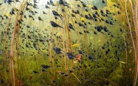 Western toad (Anaxyrus boreas) tadpoles among lily pads in a lake on Vancouver Island, British Columbia, Canada. Taken by Shane Gross, Wildlife Photographer of the Year 2024 winner.