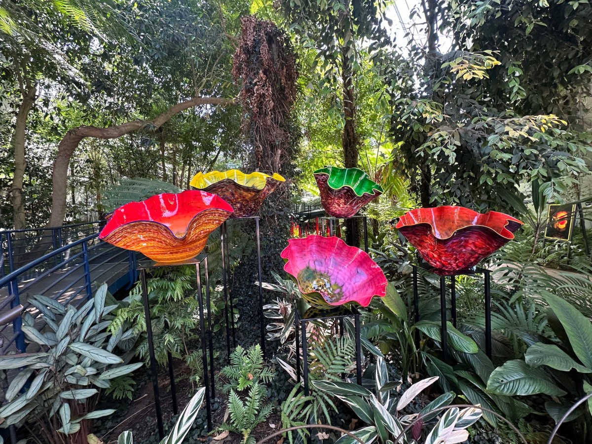 A number of large colourful glass flowers among the foliage of a botanic garden. Chihuly in the Botanic Garden