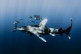 a shark side on, swimming with a school of zebra fishes