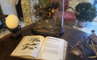 On a table there's a book of botanic pictures, and a small glass container with a taxidermied bird.