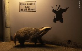 A photograph by Ian Wood capturing a badger in an urban setting, illuminated by the street lamp, looking at a graffiti badger holding pistols on the wall.