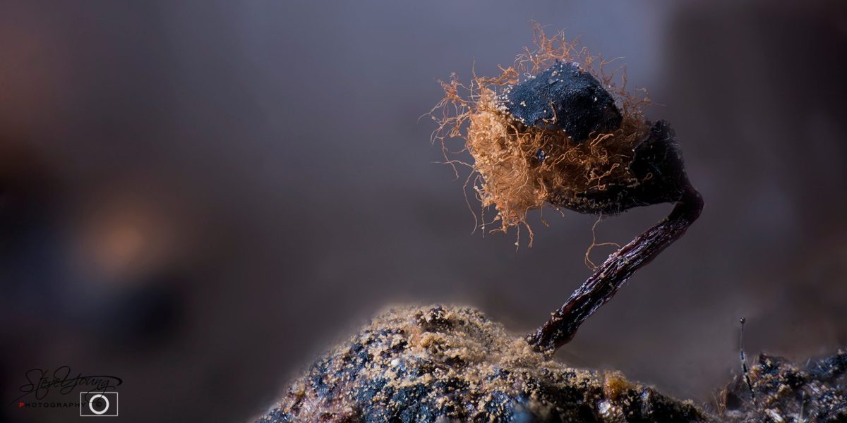 Steve Young's macrophotography focuses on ancient life barely a micron in size. Here: the metatrichica floraformis. Image: Steve Young