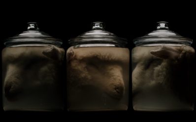 Three jars with preserved sheep heads, softly illuminated in white light from above. Dark Mofo 2025.