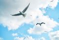 seagull soaring through a blue sky in front of fluffy white clouds. arts sector appointments.