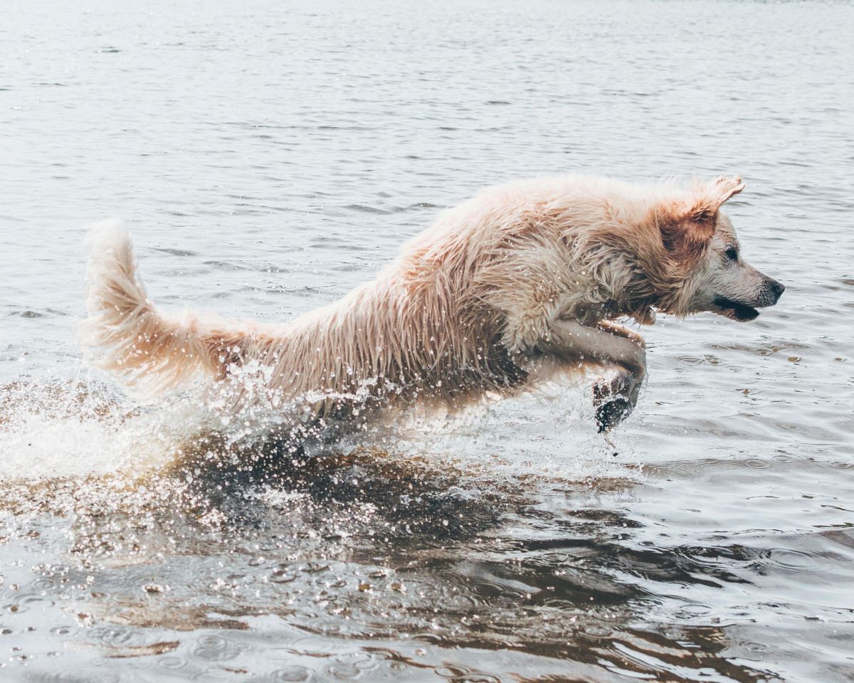 On the Move is ArtsHub's weekly wrap of Australian arts sector comings and goings. The photo shows a wet white dog leaping excitedly in the water at a beach.